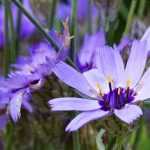 Blaue Rasselblume im Garten kombinieren