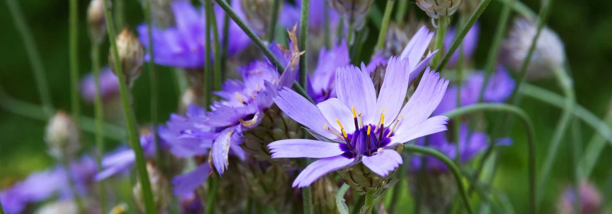 Blaue Rasselblume im Garten kombinieren