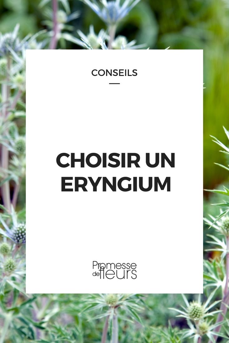 Eryngium auswählen