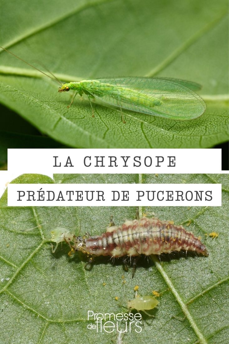 Chrysope