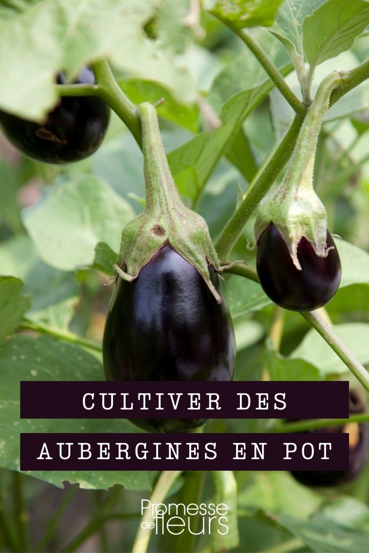 <pflanzung-und-pflege-von-auberginen-im-topf>

<h2>Auberginen im Topf pflanzen und pflegen</h2>

<p>Auberginen sind nicht nur im Gemüsegarten, sondern auch in Töpfen auf dem Balkon oder der Terrasse ein echter Hingucker. Mit der richtigen Pflege gedeihen sie prächtig und bescheren Ihnen eine reiche Ernte. Hier erfahren Sie, wie Sie Auberginen erfolgreich im Topf anbauen und pflegen.</p>

<h3>1. Die richtige Sorte wählen</h3>
<p>Für den Anbau im Topf eignen sich besonders kompakt wachsende Sorten wie 'Moneymaker', 'Black Beauty' oder 'Patio Baby'. Diese bleiben kleiner und sind ideal für begrenzte Platzverhältnisse.</p>

<h3>2. Der ideale Standort</h3>
<p>Auberginen lieben Wärme und Sonne. Wählen Sie daher einen vollsonnigen, windgeschützten Platz für Ihre Töpfe. Ein Süd- oder Westbalkon ist ideal.</p>

<h3>3. Das passende Pflanzgefäß</h3>
<p>Wählen Sie einen ausreichend großen Topf mit mindestens 20 Litern Volumen und gutem Wasserabzug. Achten Sie auf hochwertige Blumenerde, die locker und nährstoffreich ist.</p>

<h3>4. Regelmäßig gießen und düngen</h3>
<p>Halten Sie die Erde gleichmäßig feucht, aber vermeiden Sie Staunässe. Düngen Sie alle zwei Wochen mit einem organischen Gemüsedünger, um das Wachstum und die Fruchtbildung zu fördern.</p>

<h3>5. Ernte und Pflege</h3>
<p>Ernten Sie die Früchte, sobald sie ihre sortentypische Farbe erreicht haben und die Schale glänzt. Entfernen Sie regelmäßig welke Blätter und Triebe, um Krankheiten vorzubeugen.</p>

<p>Mit diesen Tipps gelingt der Anbau von Auberginen im Topf garantiert. Viel Erfolg und guten Appetit!</p>

</pflanzung-und-pflege-von-auberginen-im-topf>