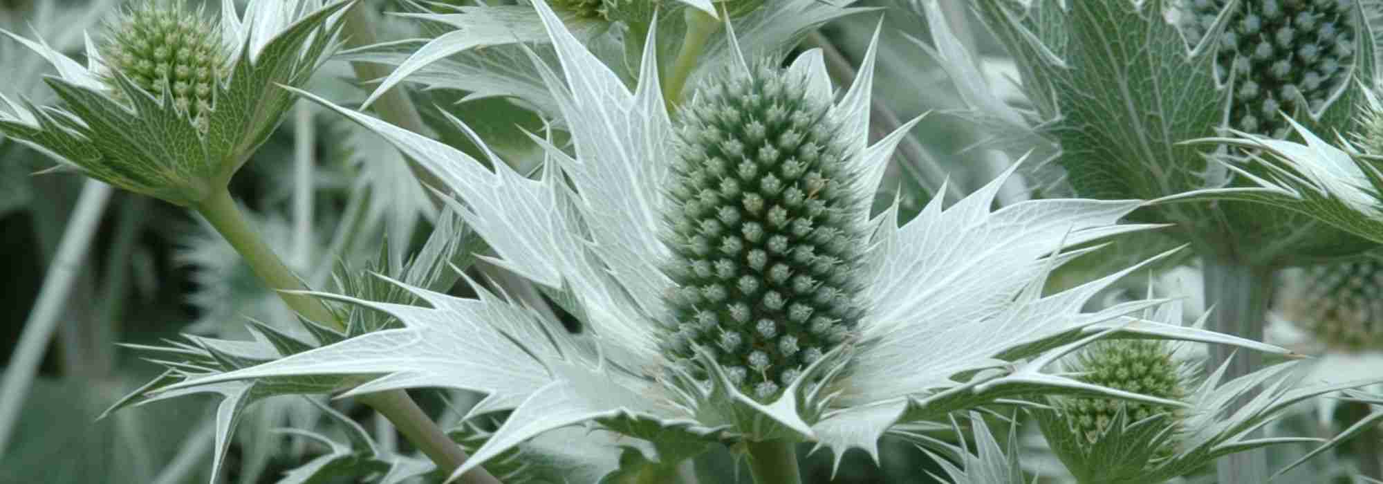 Videotranskript: Eryngium giganteum