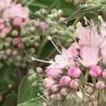 Bartblume im Topf kultivieren