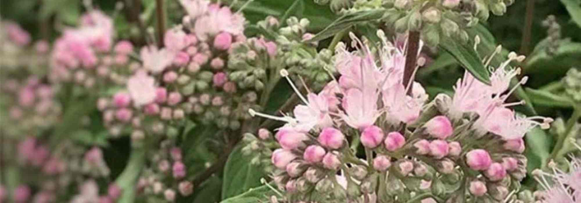 Bartblume im Topf kultivieren