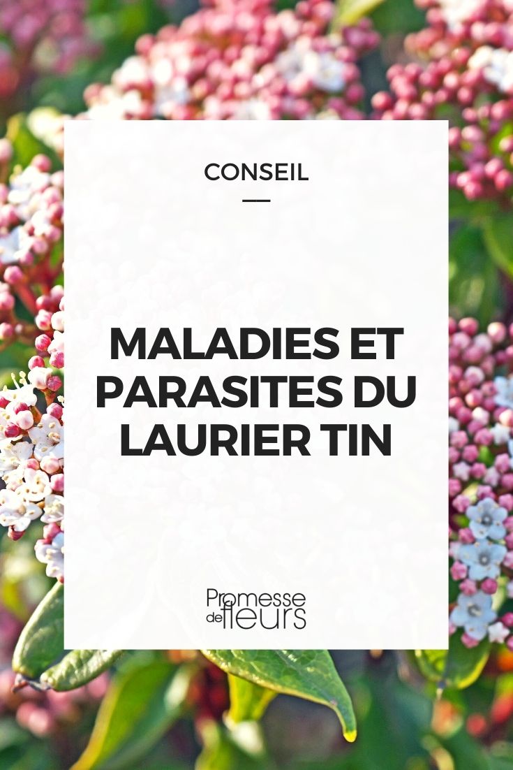 Krankheiten und Schädlinge des Viburnum tinus