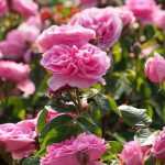 10 Englische Rosen von David Austin mit rosa Blüten