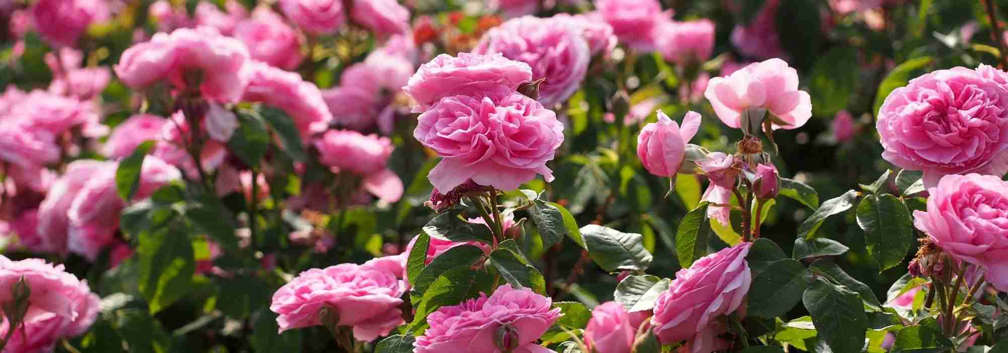10 Englische Rosen von David Austin mit rosa Blüten