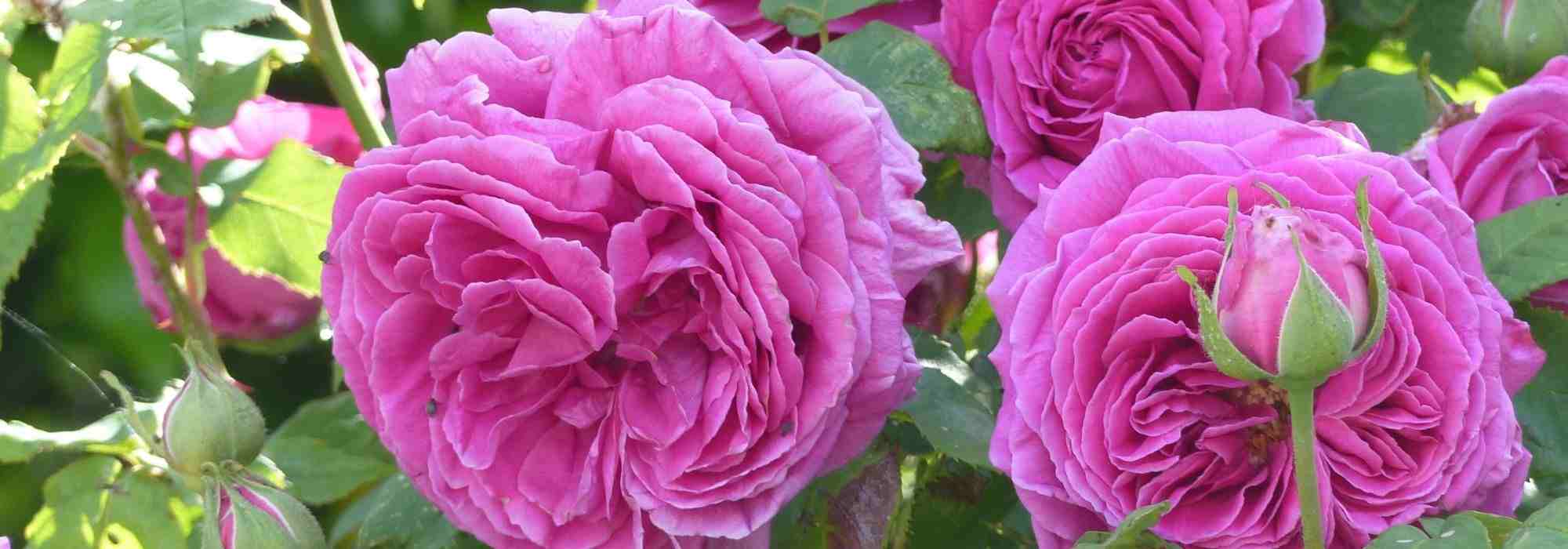 10 duftende Rosen mit rosa Blüten