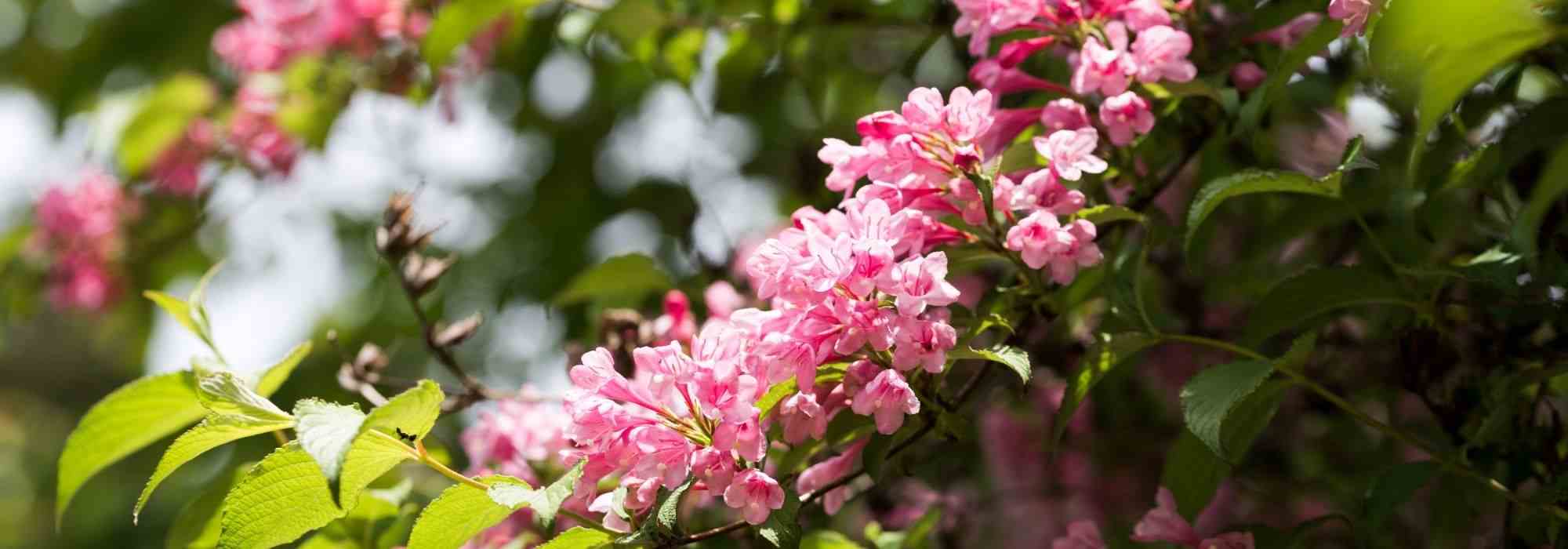 Weigelien im Garten kombinieren