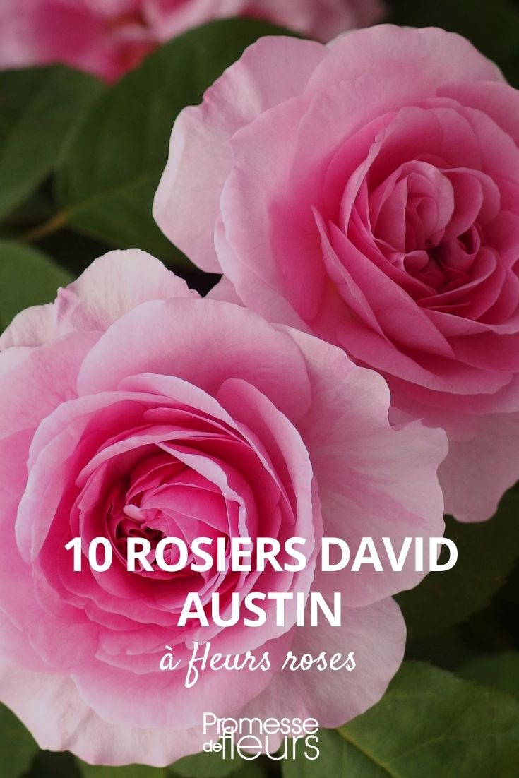 10 David-Austin-Rosen mit rosafarbenen Blüten