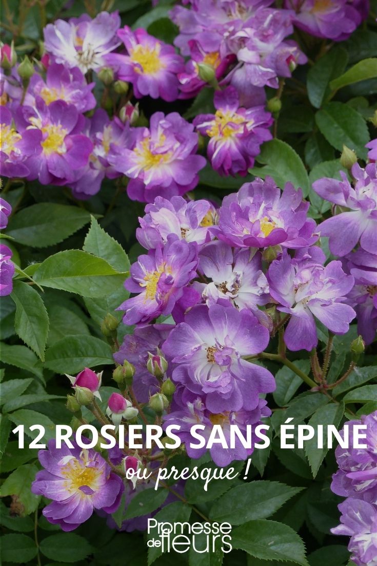 12 Rosen ohne Dornen