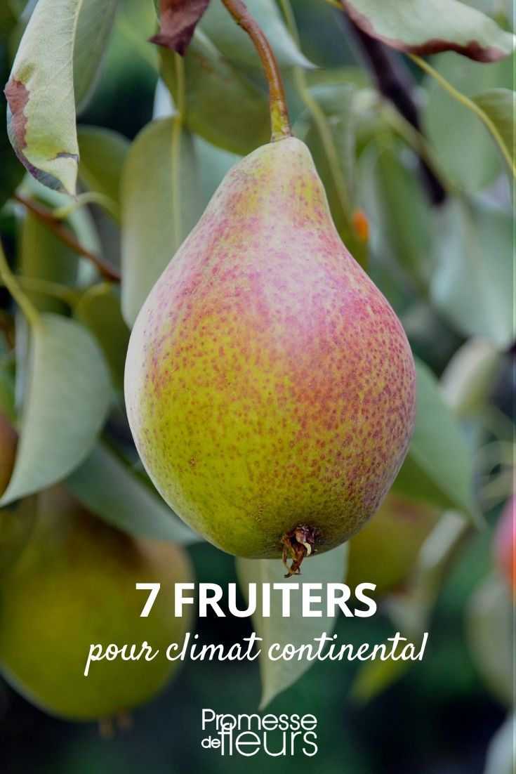 7 Obstbäume für kontinentales Klima