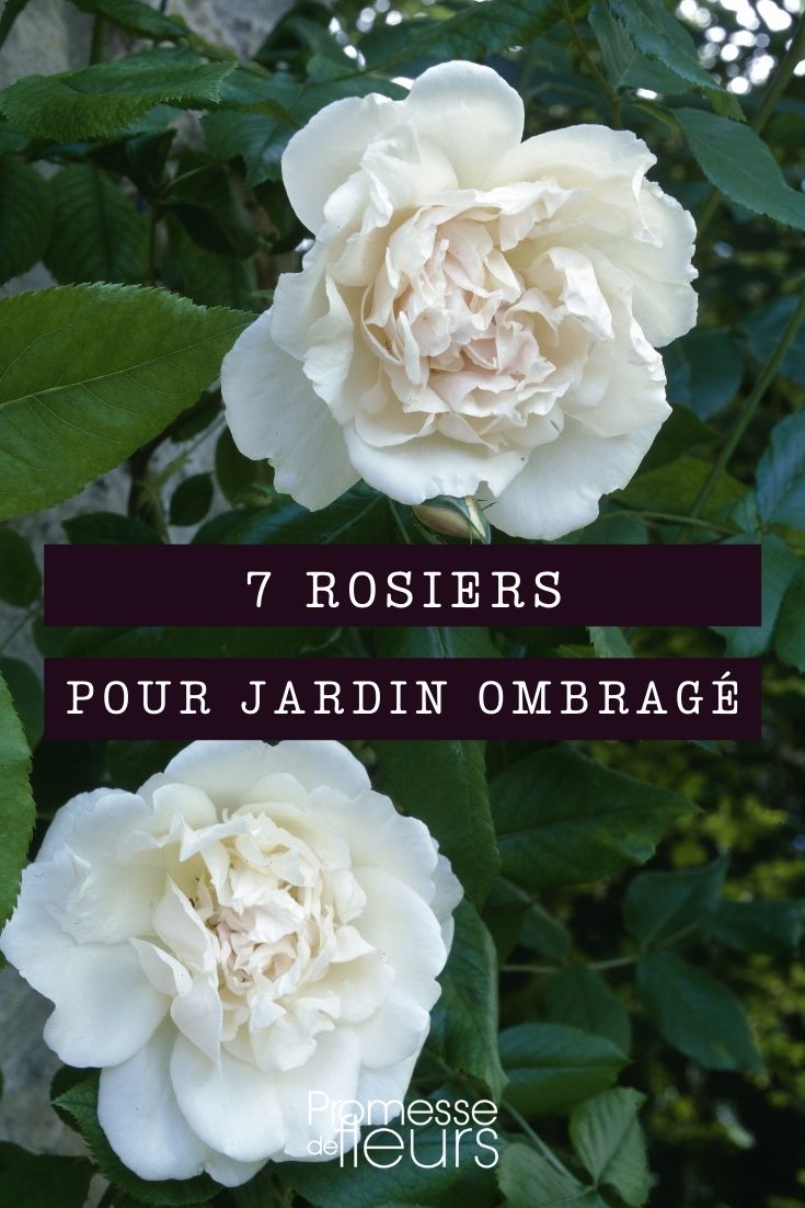 7 Rosen für den Schattengarten