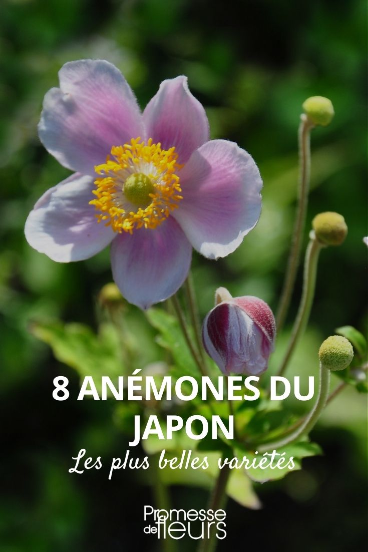 8 japanische Anemonen