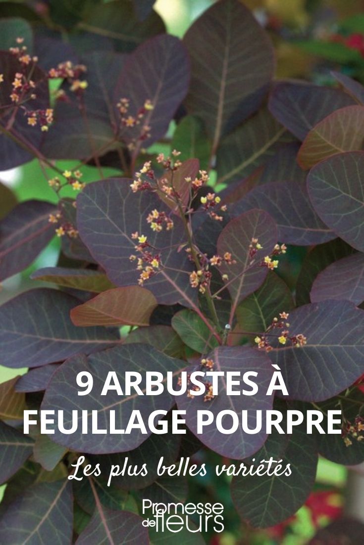 9 Sträucher mit purpurfarbenem Laub
