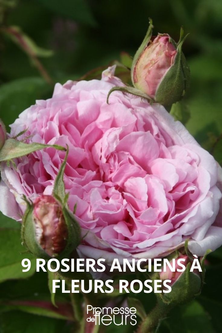 9 alte Rosen mit rosafarbenen Blüten