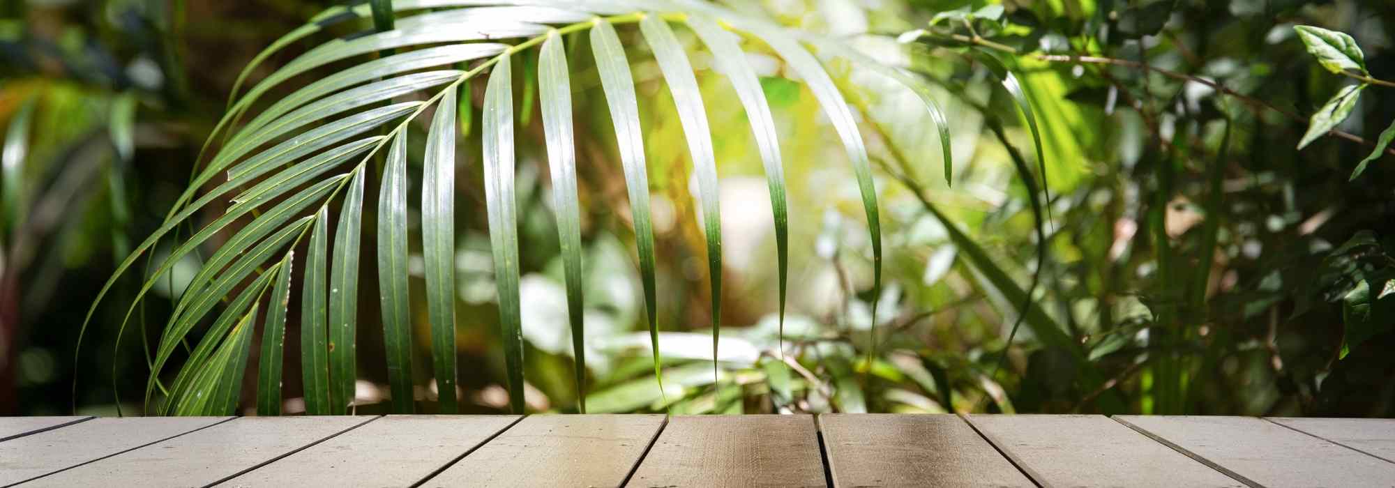 Welche Pflanzen für einen exotischen Balkon?