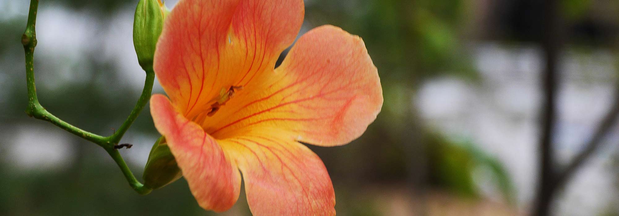 Wie kann man eine Trompetenblume (Bignonie) durch Stecklinge vermehren?