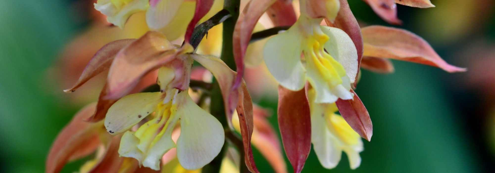 Calanthe pflanzen und kultivieren