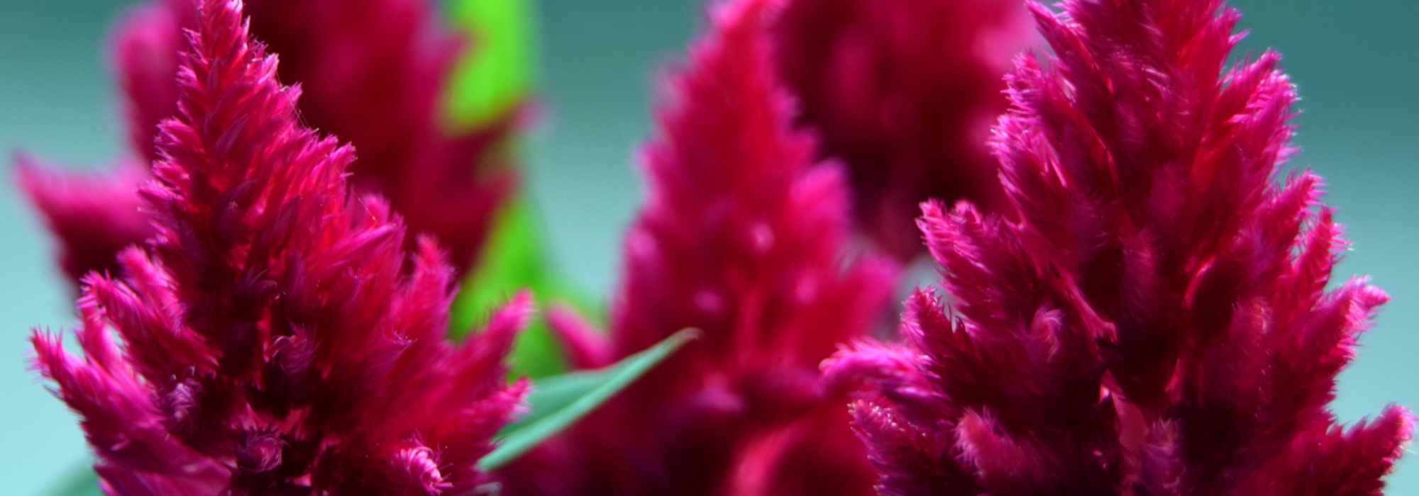 Brandschopf, Celosia: Aussaat, Pflege