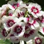 Bartnelke (Dianthus barbatus): Pflanzen, Aussaat, Pflege