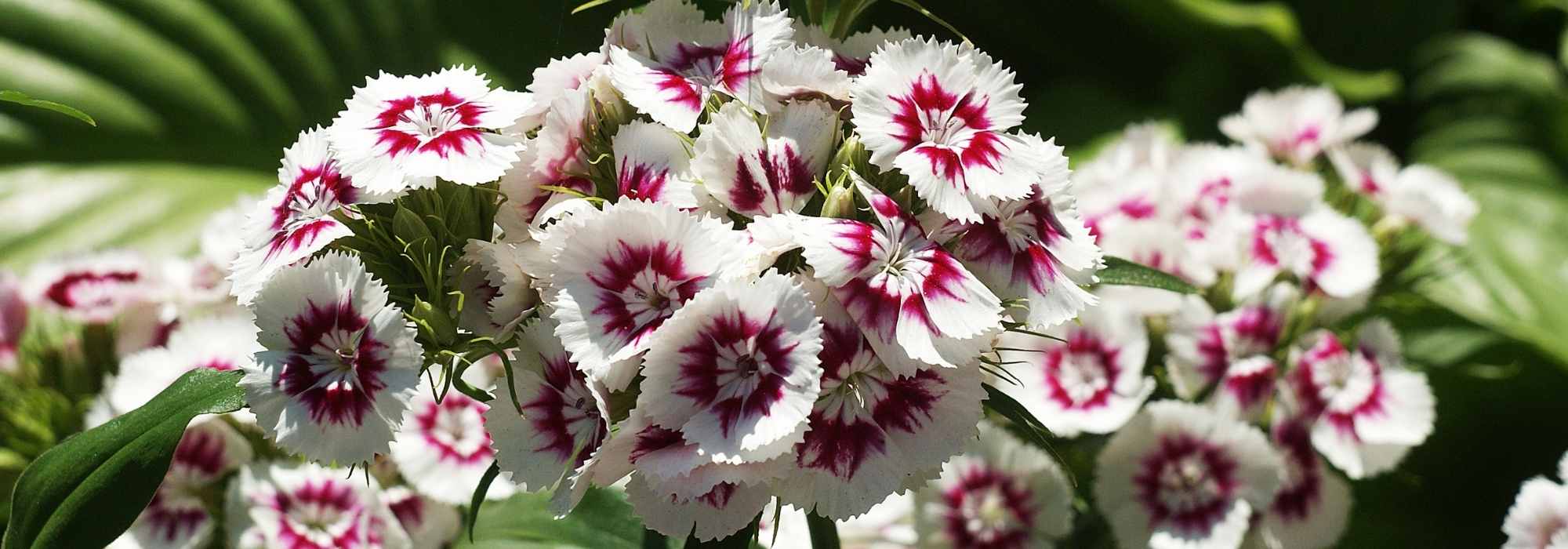 Bartnelke (Dianthus barbatus): Pflanzen, Aussaat, Pflege