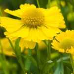 9 Sonnenbraut-Sorten: die schönsten Variétés