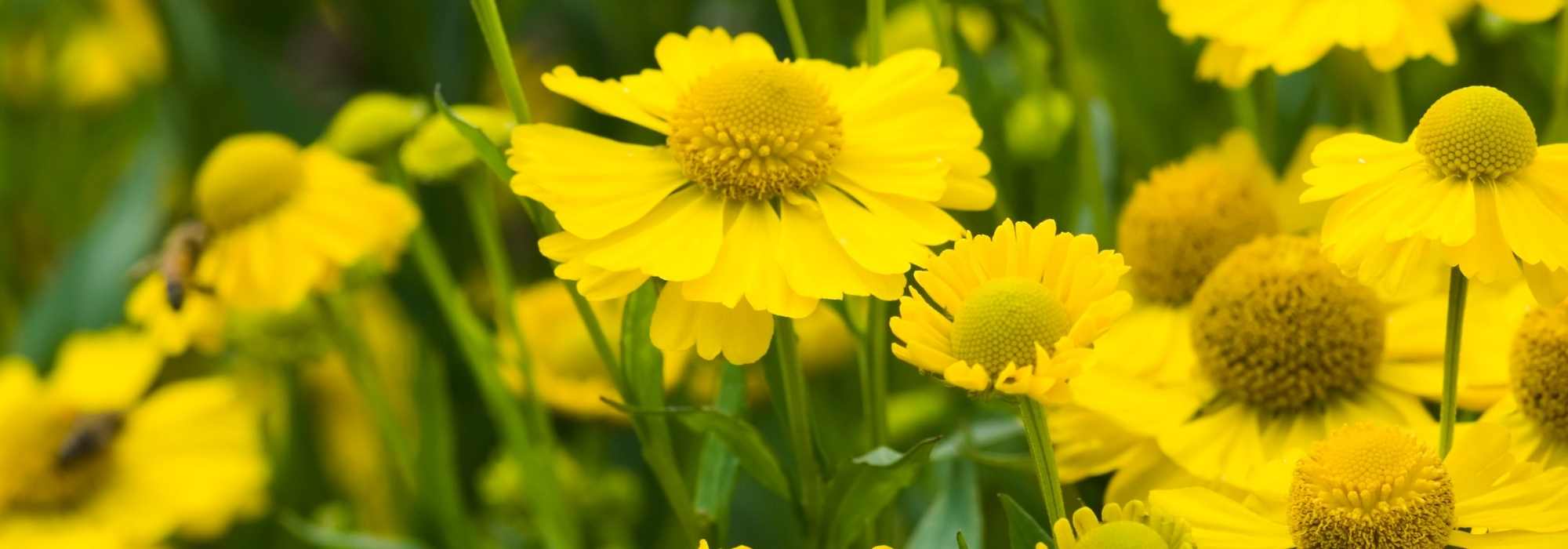 9 Sonnenbraut-Sorten: die schönsten Variétés