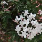 Welchen Jasmin je nach Region pflanzen?