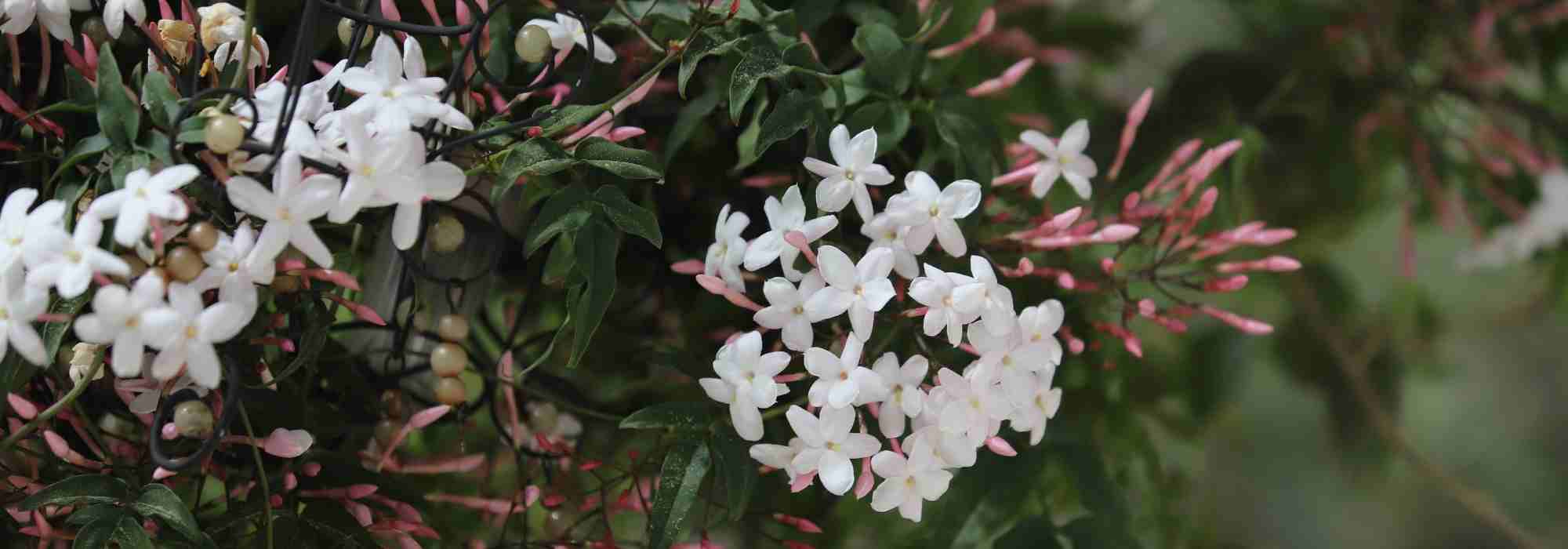 Welchen Jasmin je nach Region pflanzen?