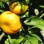 Mittelmeer-Mandarine: pflanzen, pflegen, ernten