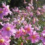 10 Stauden mit Blüte im Frühherbst
