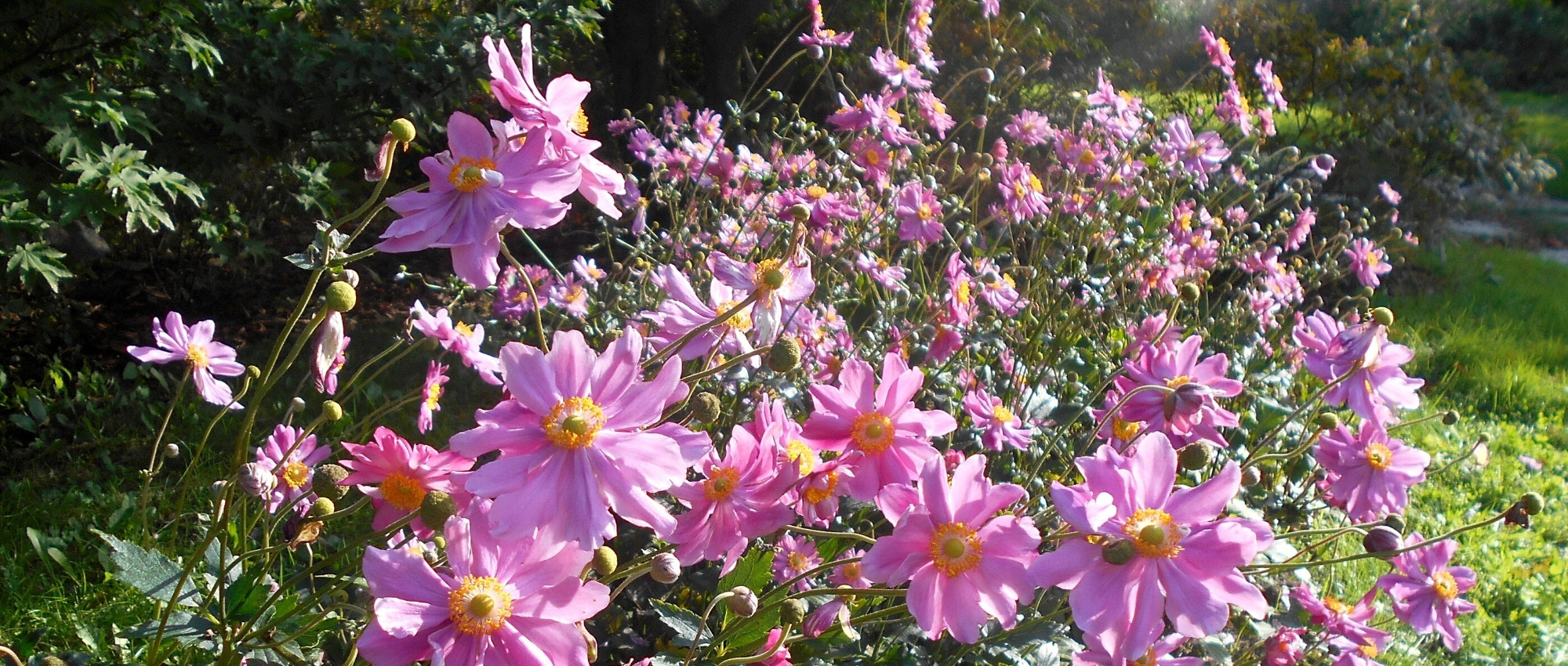 10 Stauden mit Blüte im Frühherbst