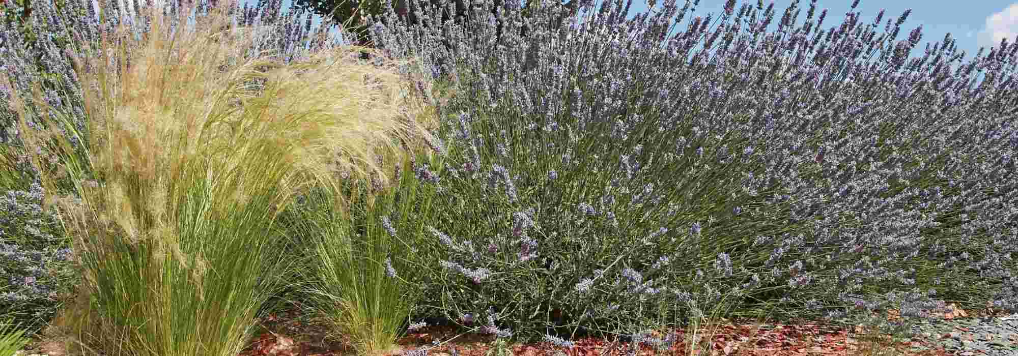 Garten ohne Bewässerung (fast) gestalten