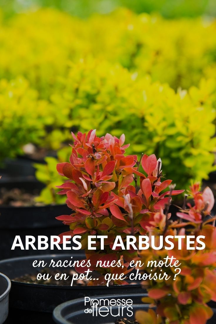 Bäume und Sträucher als wurzelnackte Pflanzen, mit Ballen oder im Topf