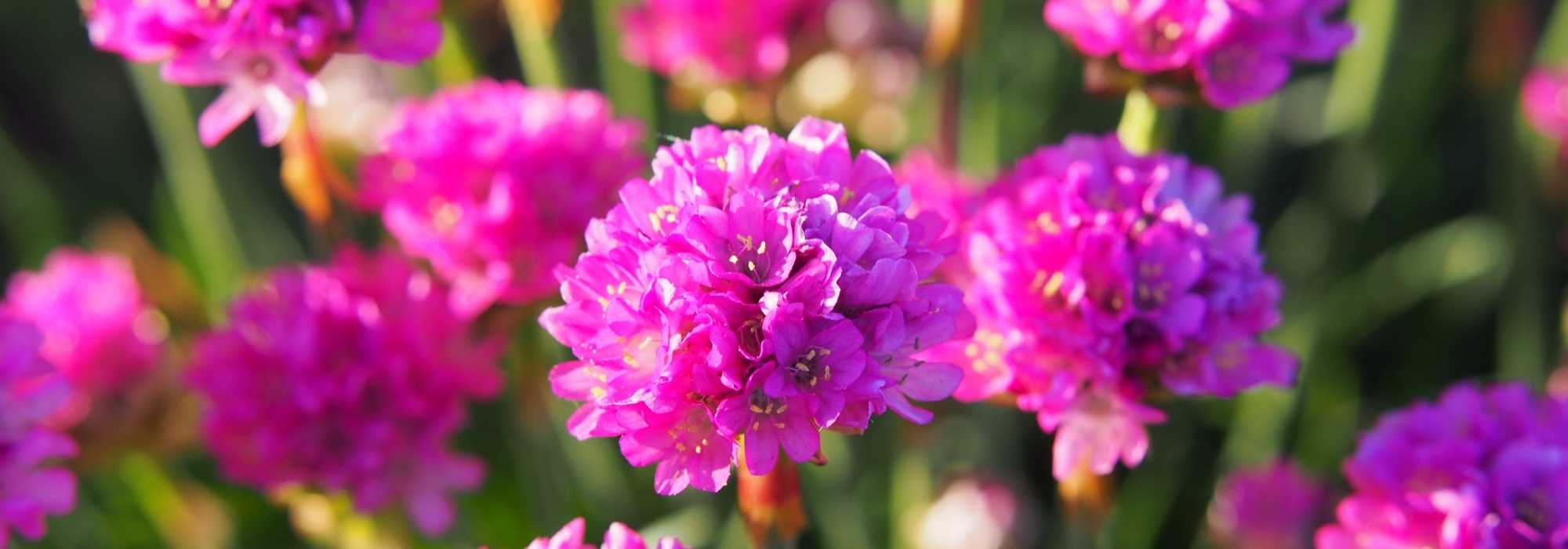 Armeria im Topf kultivieren?