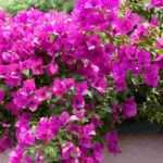 5 Ideen zur Kombination von Drillingsblumen