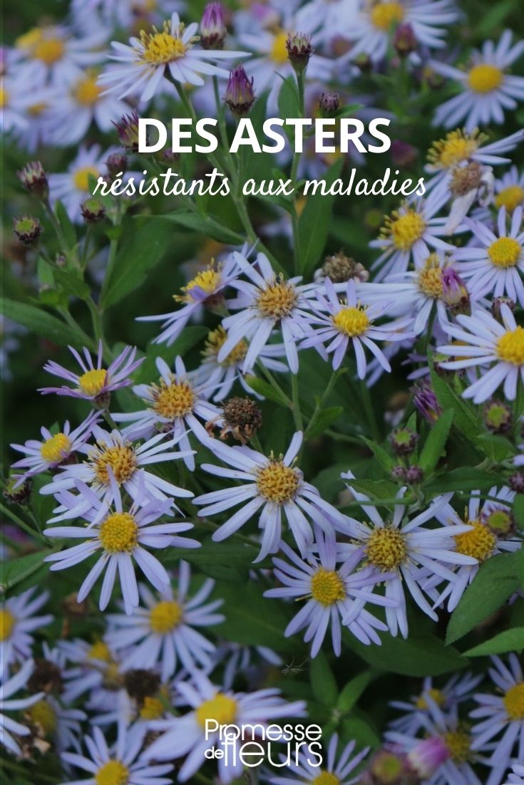 Aster, die resistent gegen Krankheiten sind