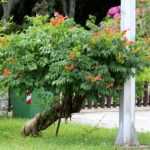 Wie schneidet man eine Trompetenblume als Baum?