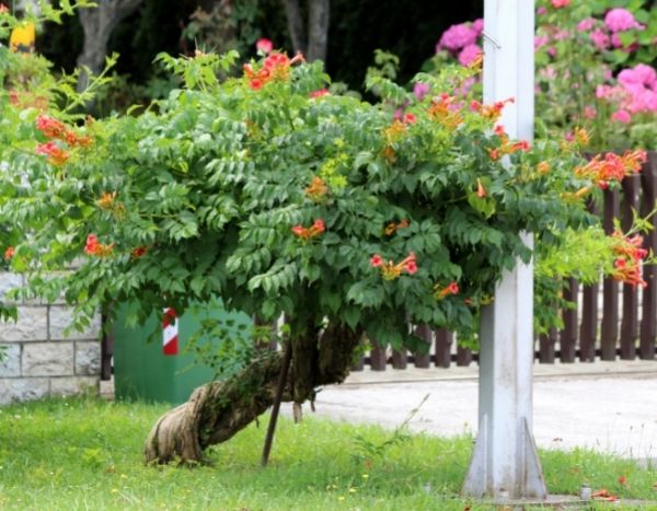 Wie schneidet man eine Trompetenblume als Baum?