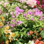 Drillingsblumen: schönste Sorten