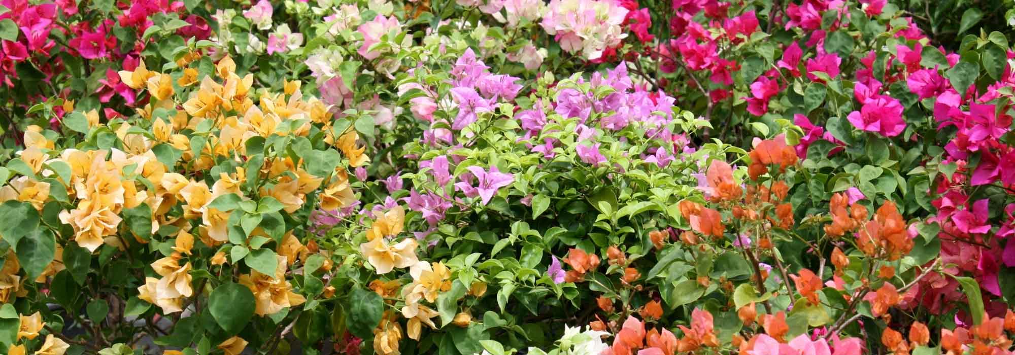 Drillingsblumen: schönste Sorten