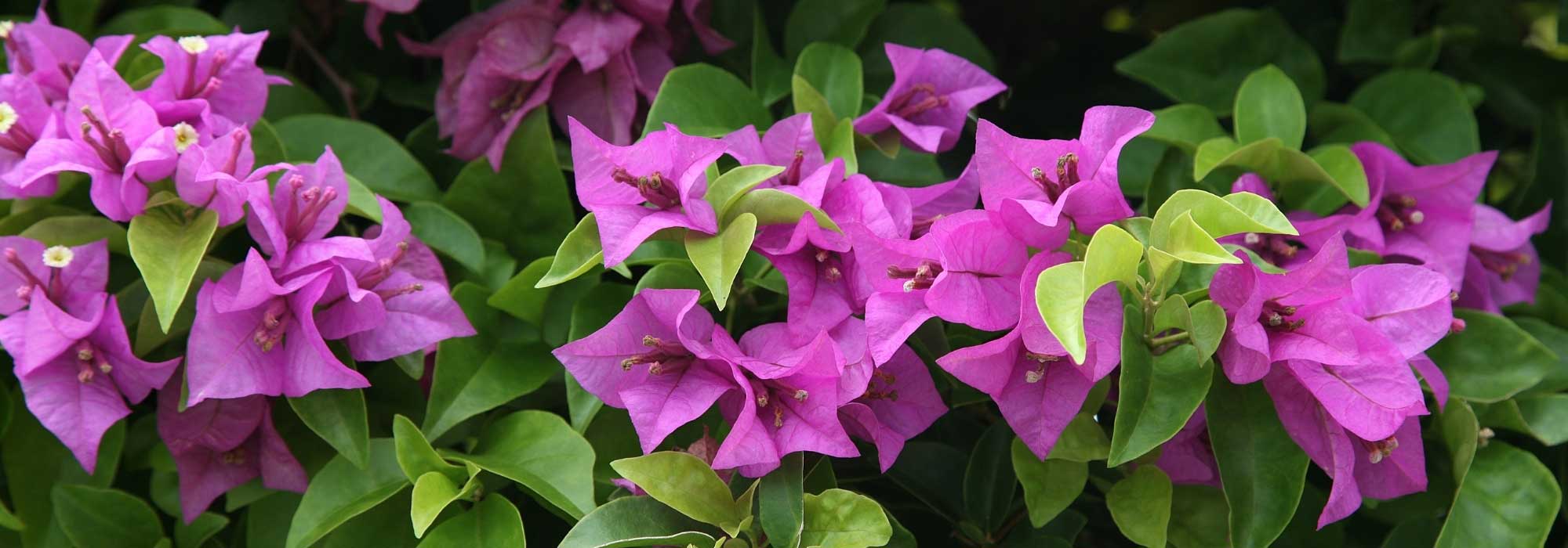 Bougainvillee schneiden: Wann und wie?