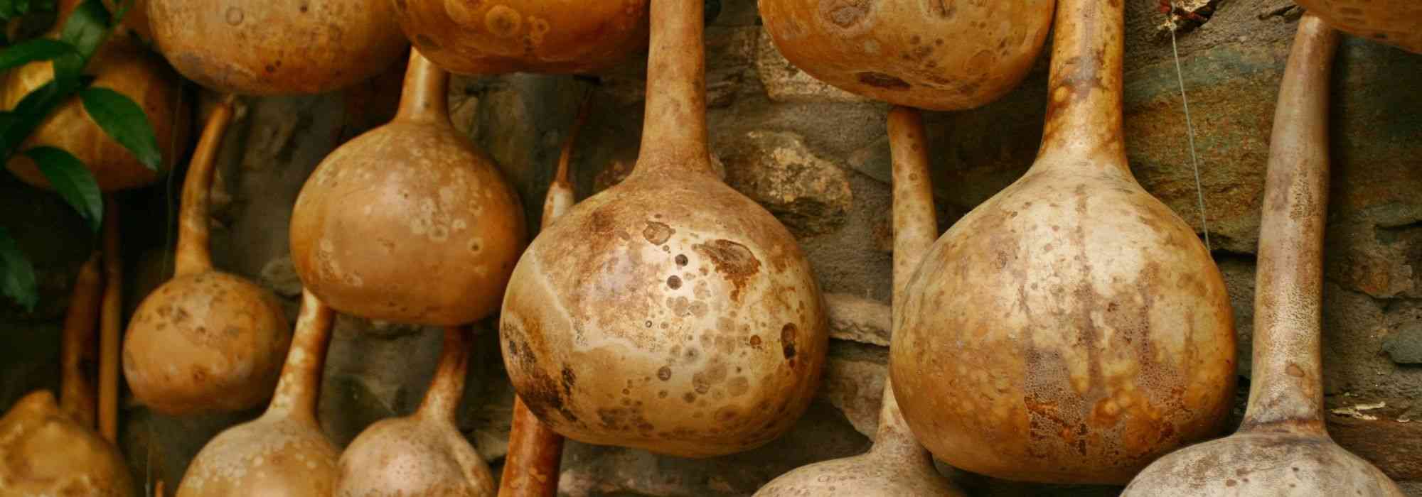 Flaschenkürbis trocknen: So geht’s