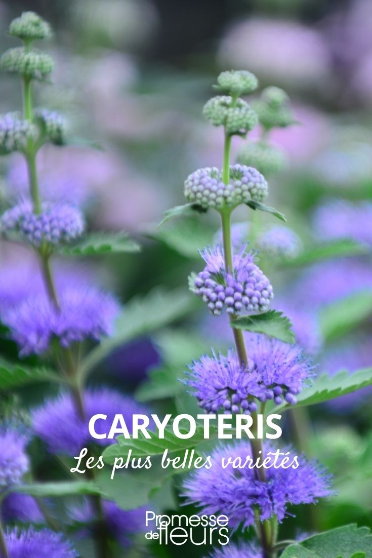 Caryopteris: Die schönsten Sorten