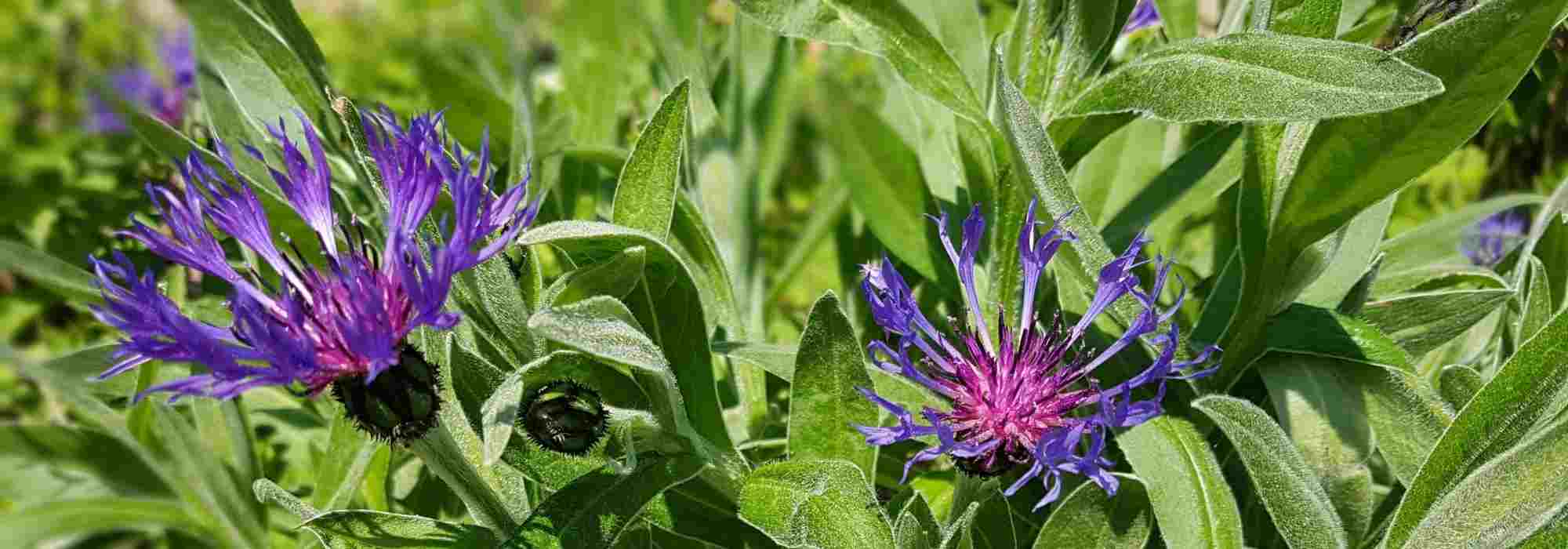 Flockenblumen, Kornblumen: richtig wählen