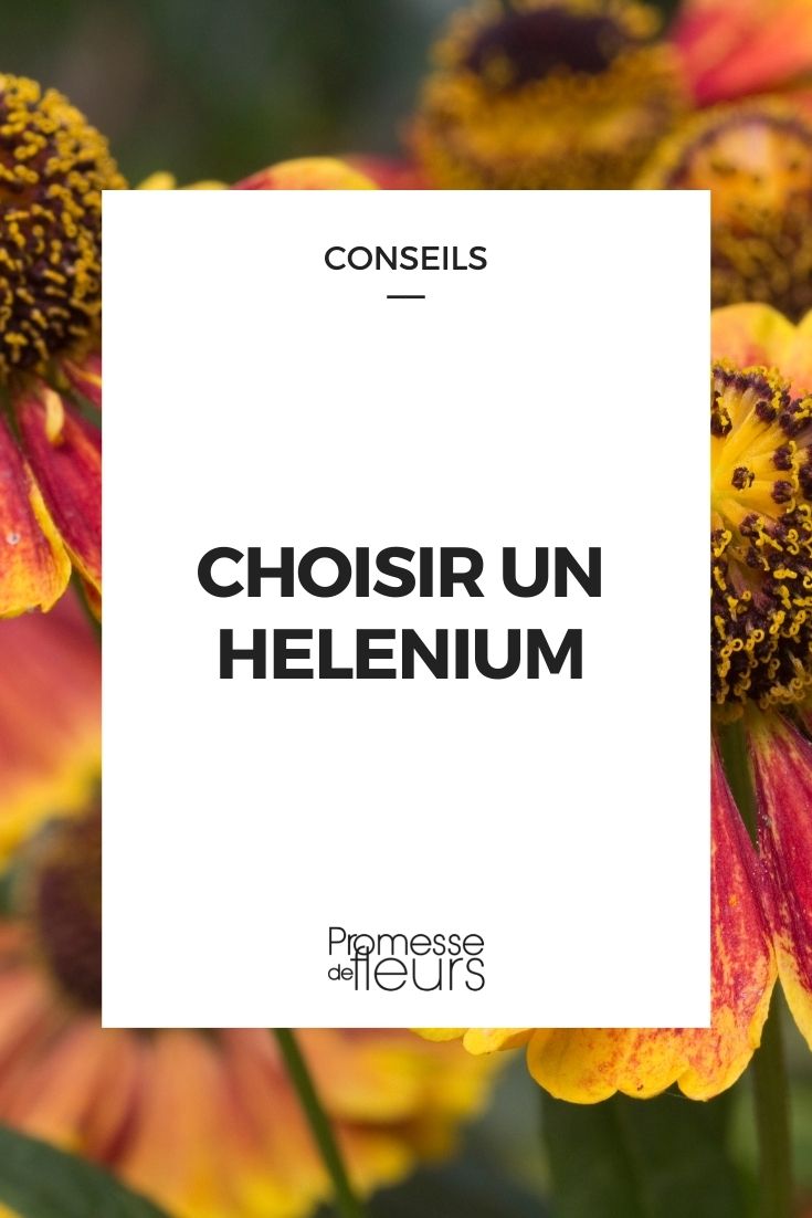 Helenium auswählen