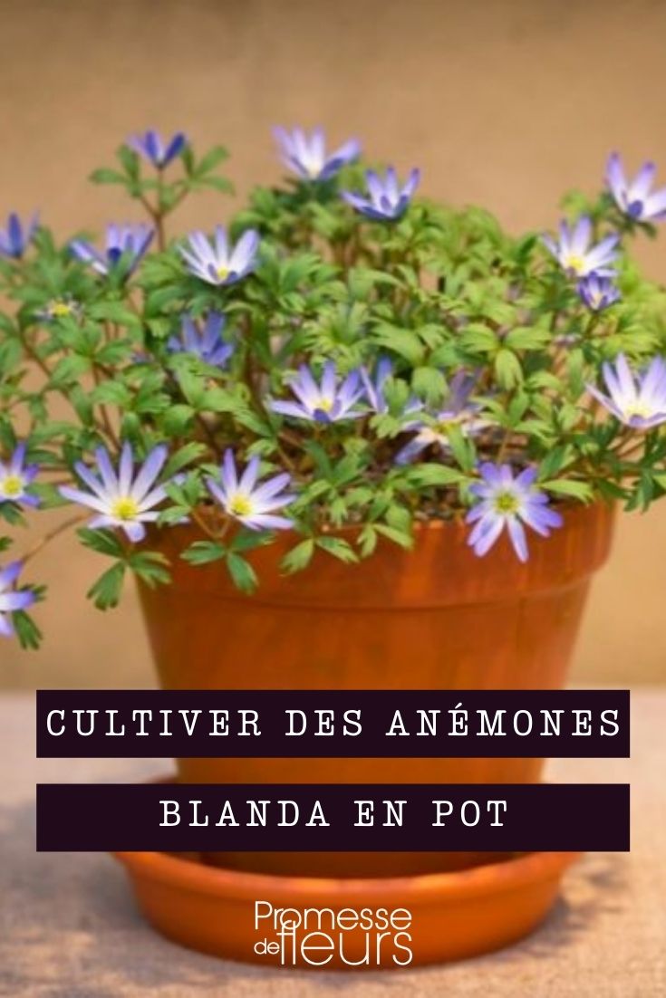 Anemone blanda kultivieren