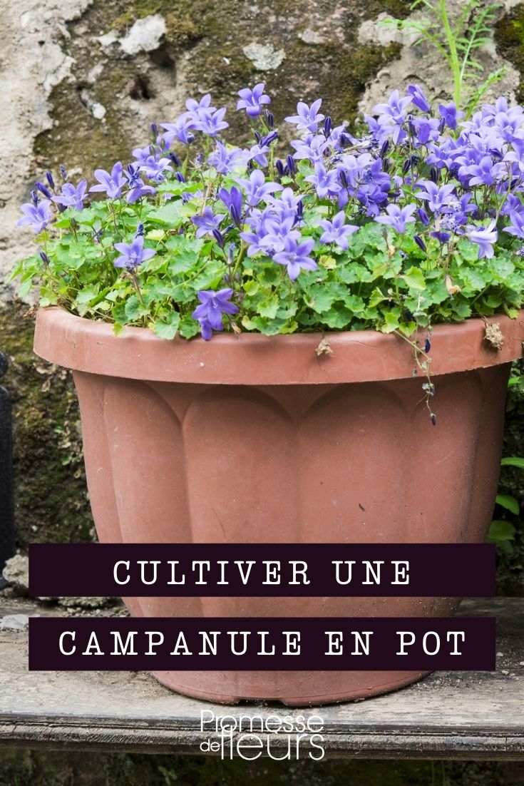 Campanula im Topf kultivieren