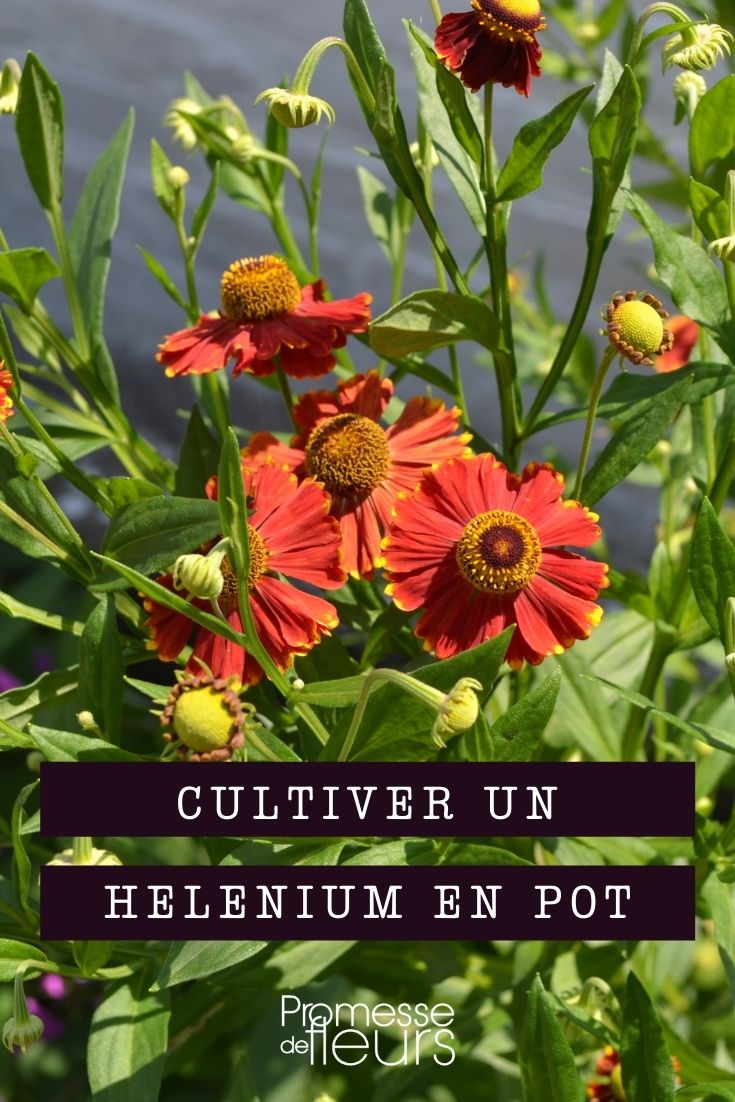 Helenium im Topf kultivieren
